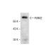 western blotting image from recommended RUNX2 (F-2) monoclonal antibody replacement. Image 287827