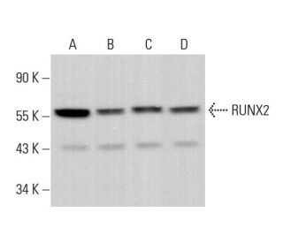 RUNX2 Antibody (C-12) - Western Blotting - Image 376380
