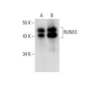RUNX3 Antibody (A-3) - Western Blotting - Image 296080 
