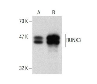 western blotting image from recommended RUNX3 (R3-5G4) monoclonal antibody replacement. Image 136354