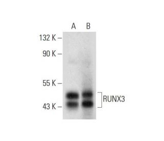 RUNX3 Antibody (B-9) - Western Blotting - Image 296081
