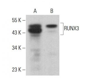 RUNX3 Antibody (B-9) - Western Blotting - Image 381431