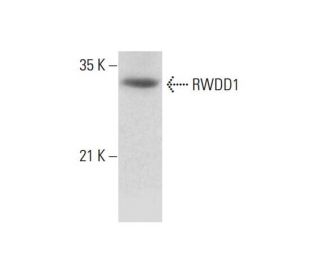 RWDD1 Antibody (C-8) - Western Blotting - Image 320290