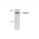 RWDD1 Antibody (C-8) - Western Blotting - Image 320290