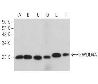 RWDD4A Antibody (C-3) - Western Blotting - Image 368974 