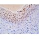 RXRα Antibody (C-7) - Immunohistochemistry - Image 391920
