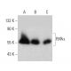 RXRα Antibody (C-7) - Western Blotting - Image 381016 