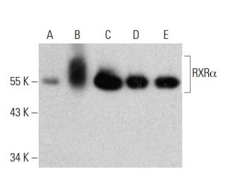 western blotting image from recommended RXR&alpha; (H-10) monoclonal antibody replacement. Image 381017
