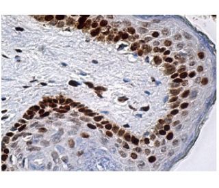 RXR&alpha;/&beta;/&gamma; Antibody (F-1) - Immunohistochemistry - Image 156707 