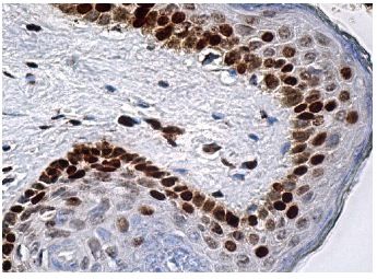 RXRα/β/γ Antibody (F-1) | SCBT - Santa Cruz Biotechnology