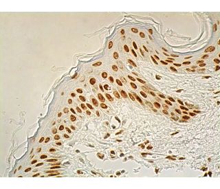 RXRα/β/γ Antibody (F-1) | SCBT - Santa Cruz Biotechnology
