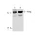 RXRβ Antibody (11-13) - Western Blotting - Image 1629