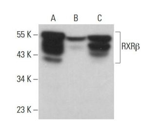 RXR&beta; Antibody (11-13) - Western Blotting - Image 381337 
