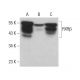 RXRβ Antibody (11-13) - Western Blotting - Image 381337 