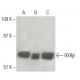 RXRβ Antibody (11-13) - Western Blotting - Image 397538 