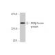 RXRβ Antibody (3C8) - Western Blotting - Image 348833