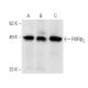 RXRβ Antibody (MOK13-17) - Western Blotting - Image 14622