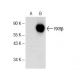 western blotting image from recommended RXRβ1  (A-1) monoclonal antibody replacement. Image 153157