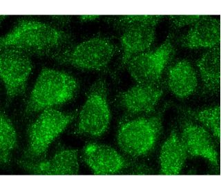 RXR&gamma; Antibody (A-2) - Immunofluorescence - Image 145102 