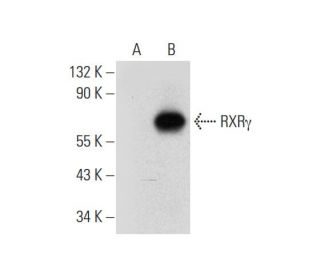 RXR&gamma; Antibody (G-6) - Western Blotting - Image 314067