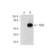 RXRγ Antibody (G-6) - Western Blotting - Image 314067