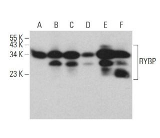 RYBP Antibody (A-1) - Western Blotting - Image 382796 