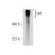 RyR Antibody (F-1) - Western Blotting - Image 156165