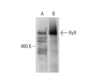 western blotting image from recommended RyR (F-1) monoclonal antibody replacement. Image 305782
