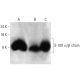 S-100 α/β chain Antibody (B32.1) - Western Blotting - Image 384044