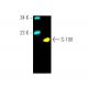 S-100 Antibody (S1-61) - Western Blotting - Image 394852