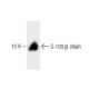 S-100 β chain Antibody (19) - Western Blotting - Image 60435 