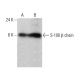 S-100 β chain Antibody (19) - Western Blotting - Image 386126 