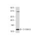 S-100A13 Antibody (63-Y) - Western Blotting - Image 34307