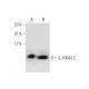S-100A13 Antibody (63-Y) - Western Blotting - Image 145054 