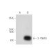 S-100A3 Antibody (A-11) - Western Blotting - Image 319920 