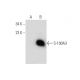 S-100A3 Antibody (A-11) - Western Blotting - Image 320883