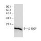 S-100P Antibody (B-10) - Western Blotting - Image 151210