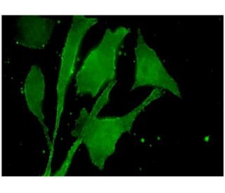 S2P Antibody (1A3) - Immunofluorescence - Image 346147 