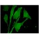 S2P Antibody (1A3) - Immunofluorescence - Image 346147 