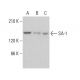 SA-1 Antibody (F-3) - Western Blotting - Image 375395