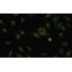 SA-1 Antibody (LL-16) - Immunofluorescence - Image 35466