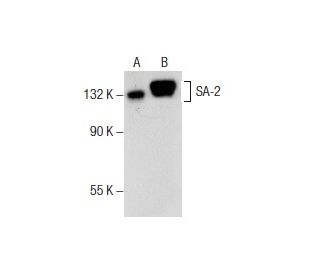 SA-2 Antibody (B-11): sc-376026