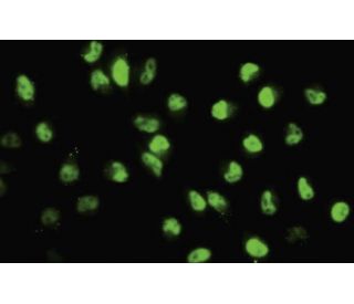 SA-2 Antibody (J-12) | SCBT - Santa Cruz Biotechnology