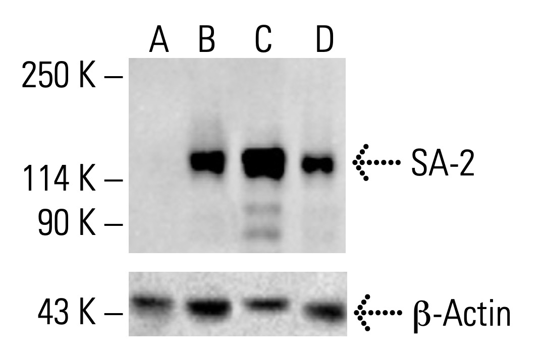SA-2 Antibody (J-12) | SCBT - Santa Cruz Biotechnology