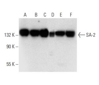 SA-2 Antibody (G-12) - Western Blotting - Image 303380