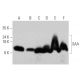 western blotting image from recommended SAA (115) monoclonal antibody replacement. Image 368211