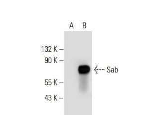 Sab Antibody (A-3) - Western Blotting - Image 289476