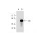 Sab Antibody (A-3) - Western Blotting - Image 289476