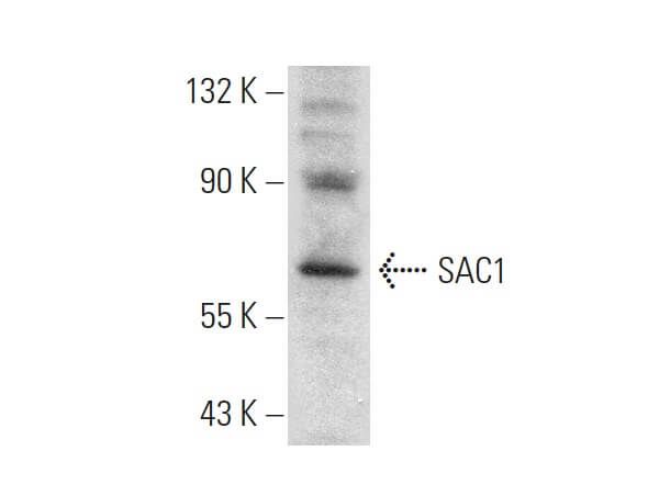 SCBT - Santa Cruz Biotechnology