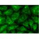 Sacsin Antibody (F-1) - Immunofluorescence - Image 145116